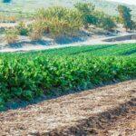 Rotation des cultures au potager principes et planning par familles de plantes Expansive view of lush green crop fields under sunlight, showcasing rural agriculture.