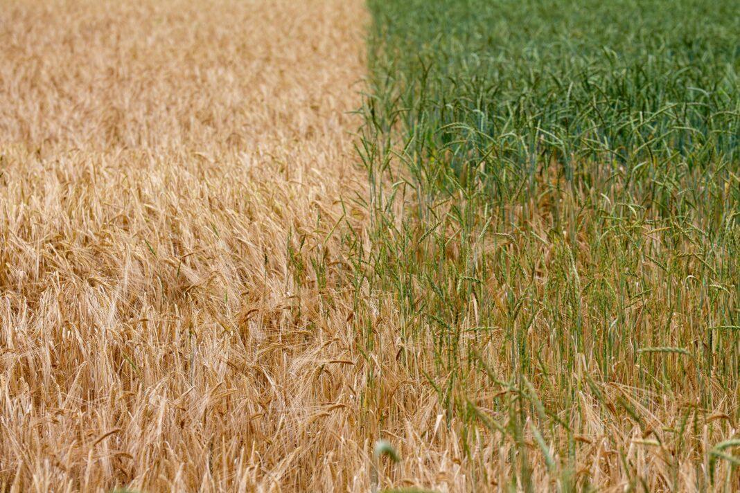Close-up of a split view of golden wheat and green rye fields under daylight sunshine.
