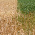 Close-up of a split view of golden wheat and green rye fields under daylight sunshine.