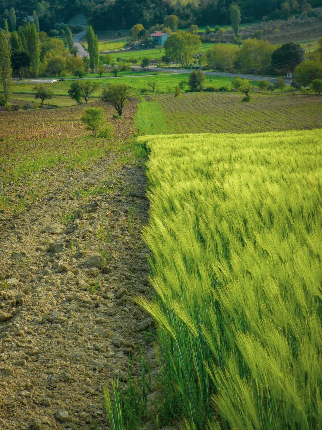 A vibrant green field beside a plowed path, with trees and buildings in the background.