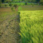 Rotation des cultures avec le chou quelles plantes apres le chou A vibrant green field beside a plowed path, with trees and buildings in the background.