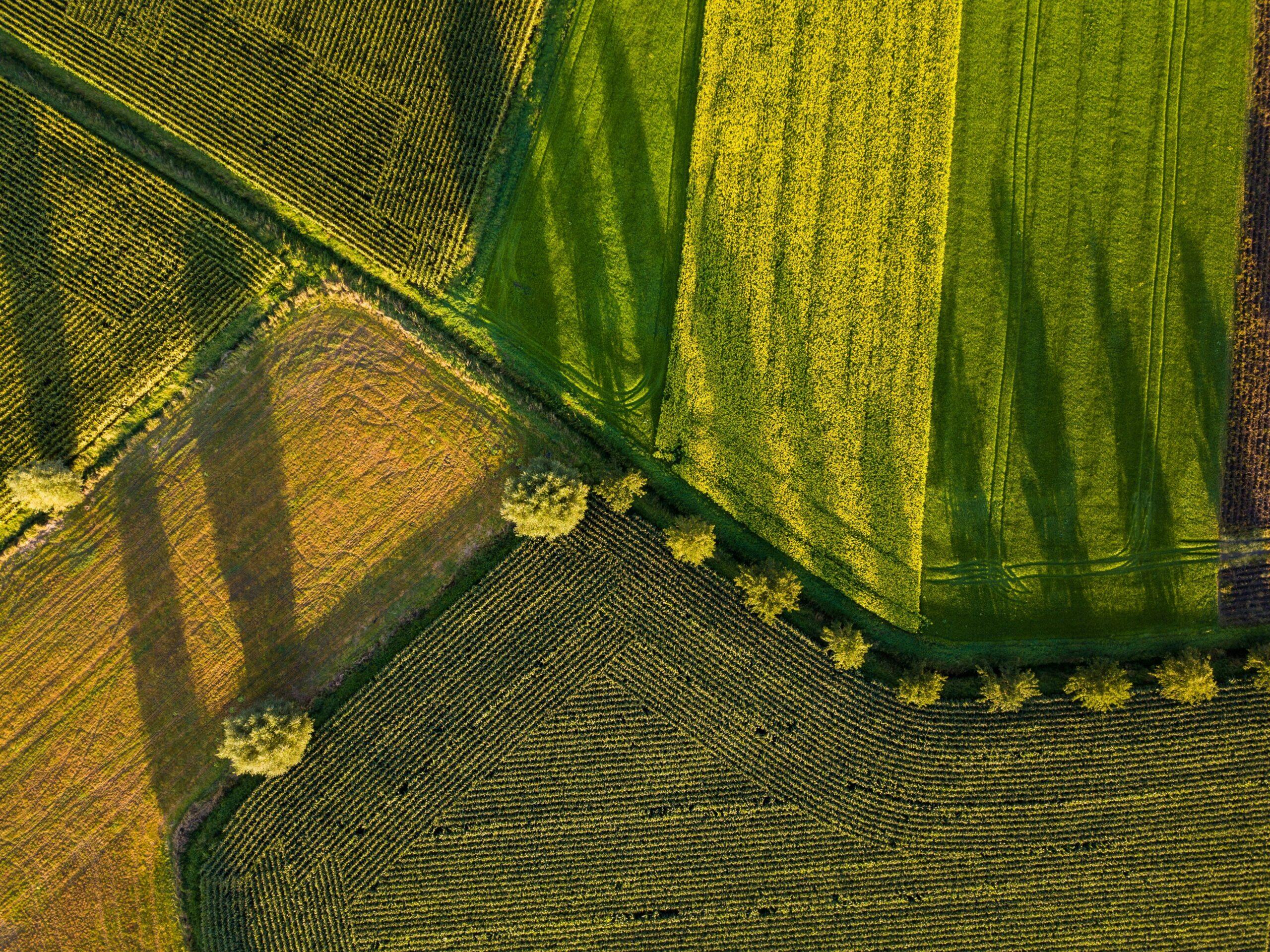 Après l’ail, le potager peut rebondir