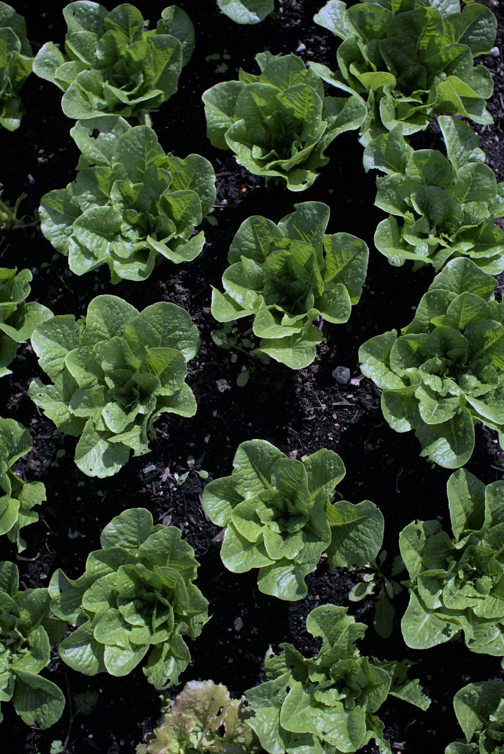 Au petit potager, la valse des légumes fait le boulot