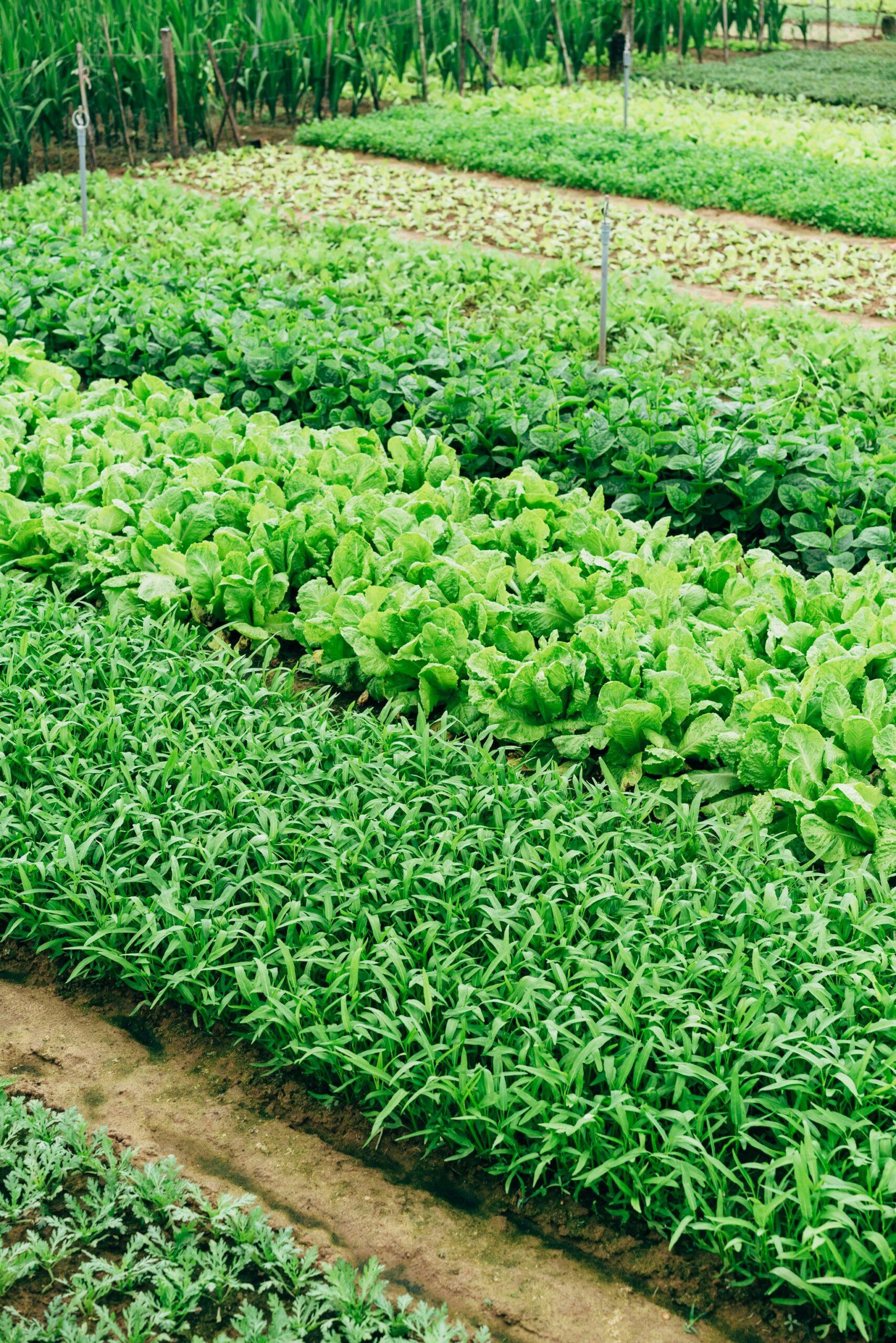 rotation des cultures : le bon tour de manège au potager