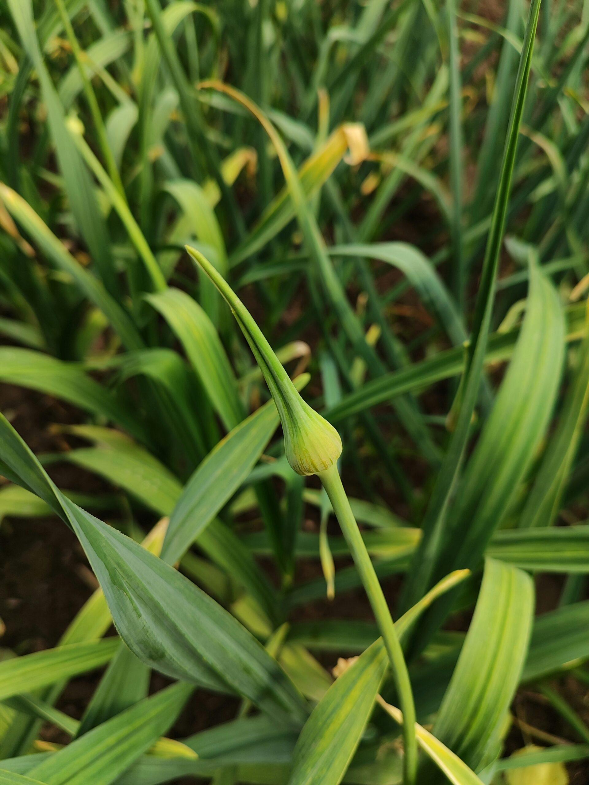 Planter de ‌l’ail après‍ de l’ail ⁣?⁢ Mauvaise graine