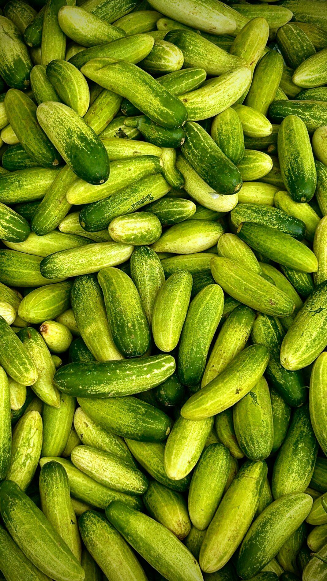 A vibrant collection of fresh green cucumbers captured at Bandung market, West Java, Indonesia.