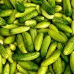 Concombre Kurazh F1 le guide pour un rendement eleve et une culture facile A vibrant collection of fresh green cucumbers captured at Bandung market, West Java, Indonesia.