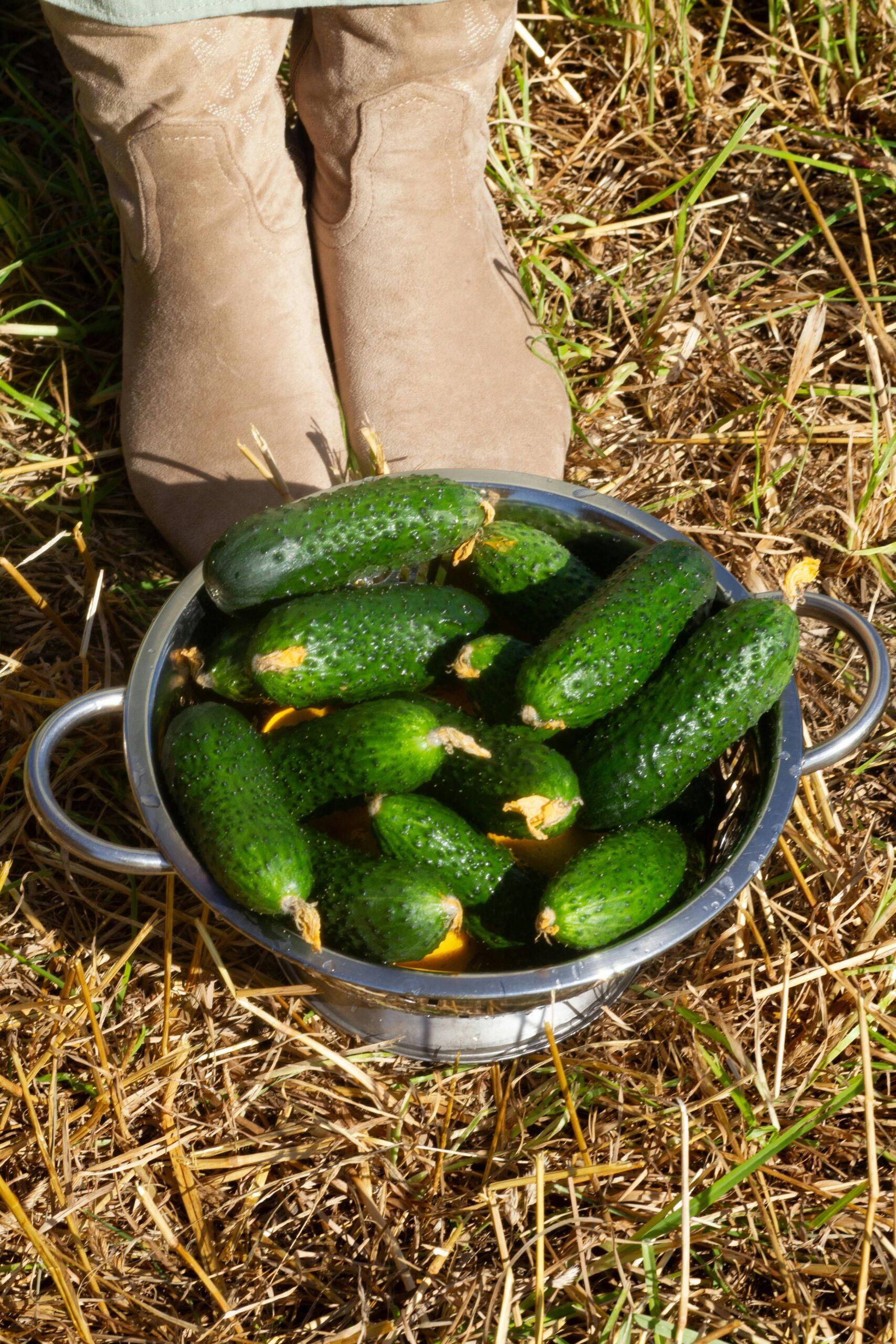 concombres en bouquet : la grappe qui met le feu au potager
