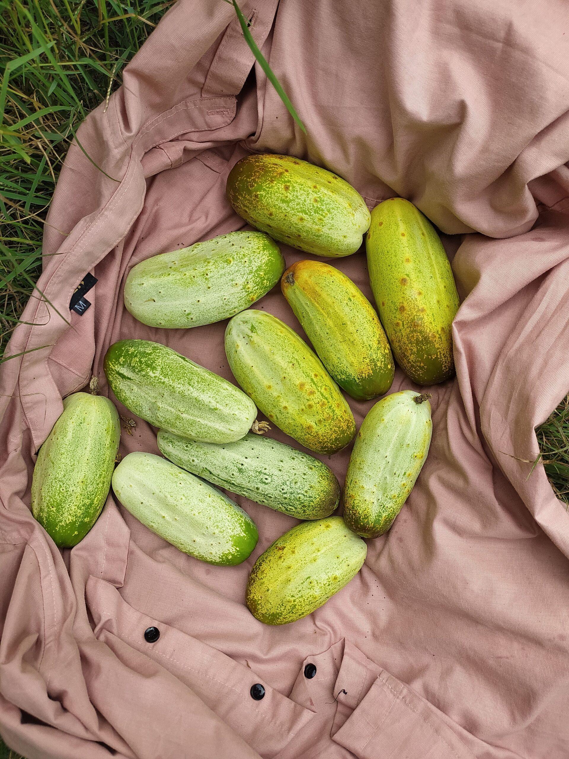 Des fruits pas tous au rendez-vous