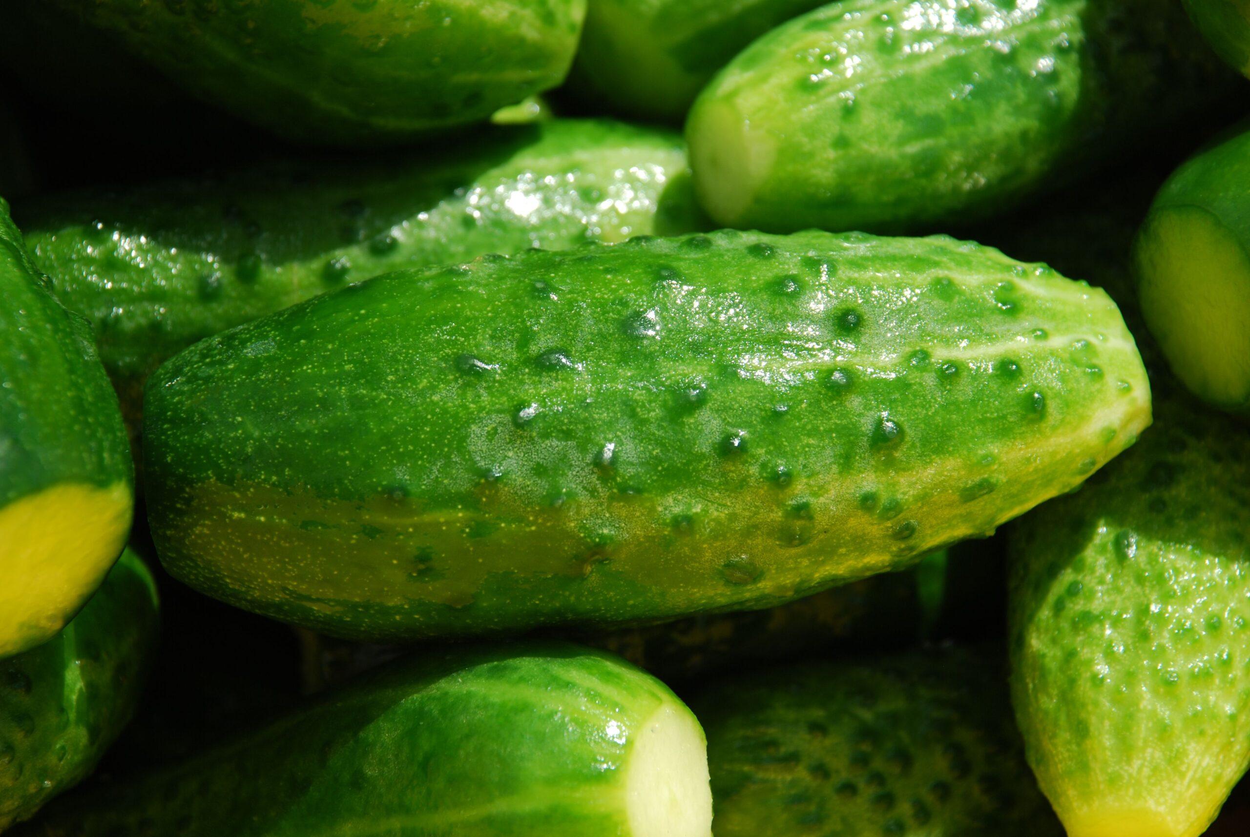 Courgette non, concombre Courage F1 oui : un hybride qui veut jouer les costauds