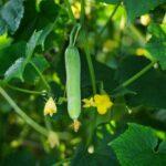 Comment tailler un concombre en serre pour un maximum de fruits Close-up of a growing cucumber hanging from the vine with surrounding green leaves and yellow flowers.