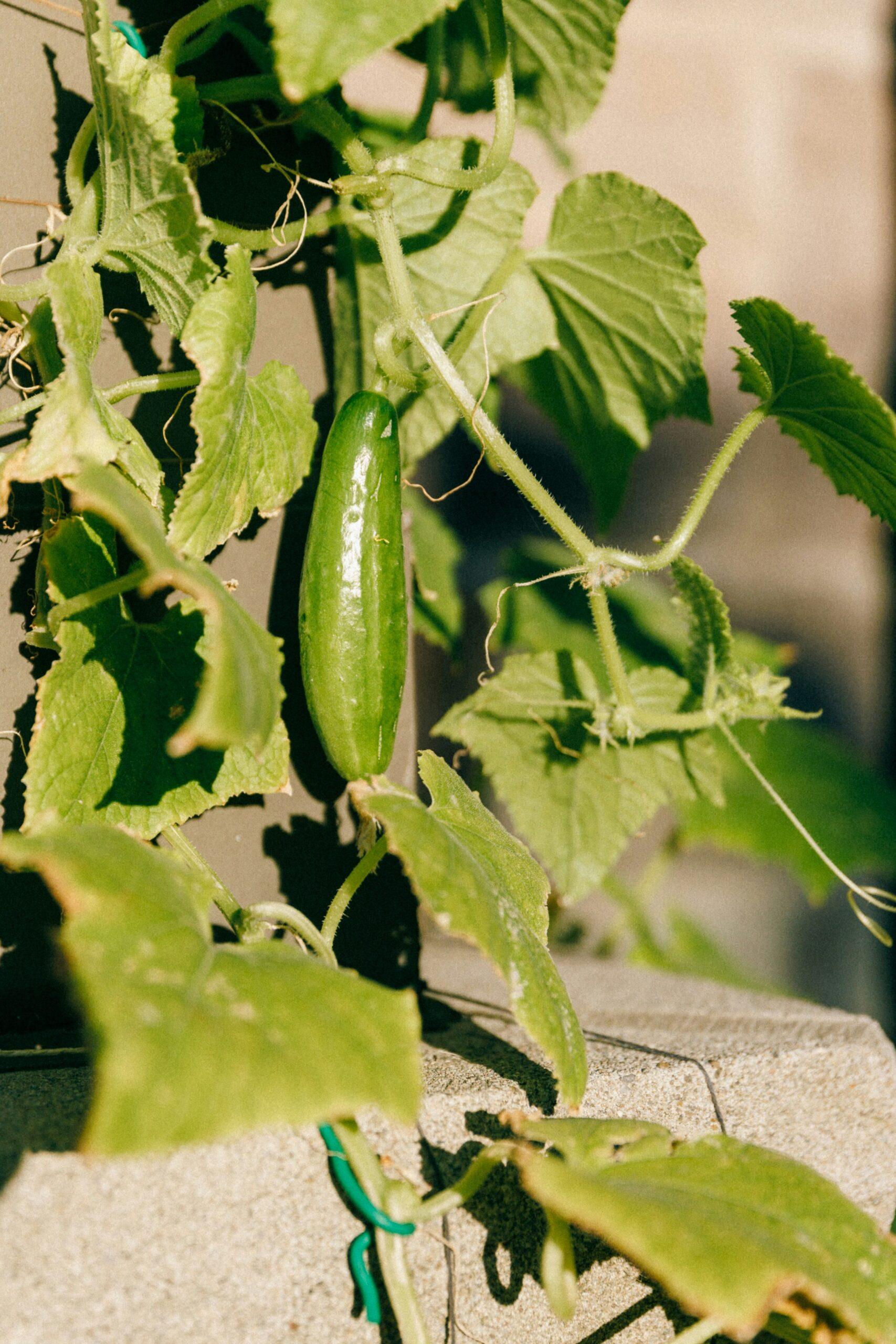 Une liane qui file droit dans le potager