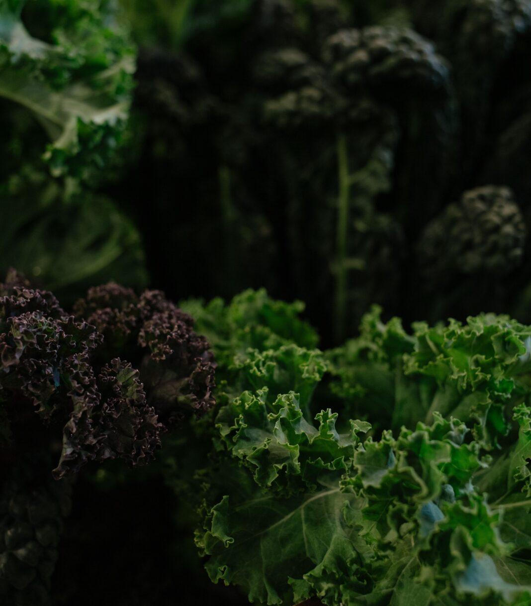 Vibrant close-up of fresh green and purple kale varieties highlighting lush textures.