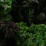 Conserver le chou frise en cave garantir fraicheur toute l'hiver 0 a 2 degres Vibrant close-up of fresh green and purple kale varieties highlighting lush textures.