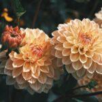 Close-up of vibrant yellow dahlias, showcasing their intricate petal patterns against a blurred background.