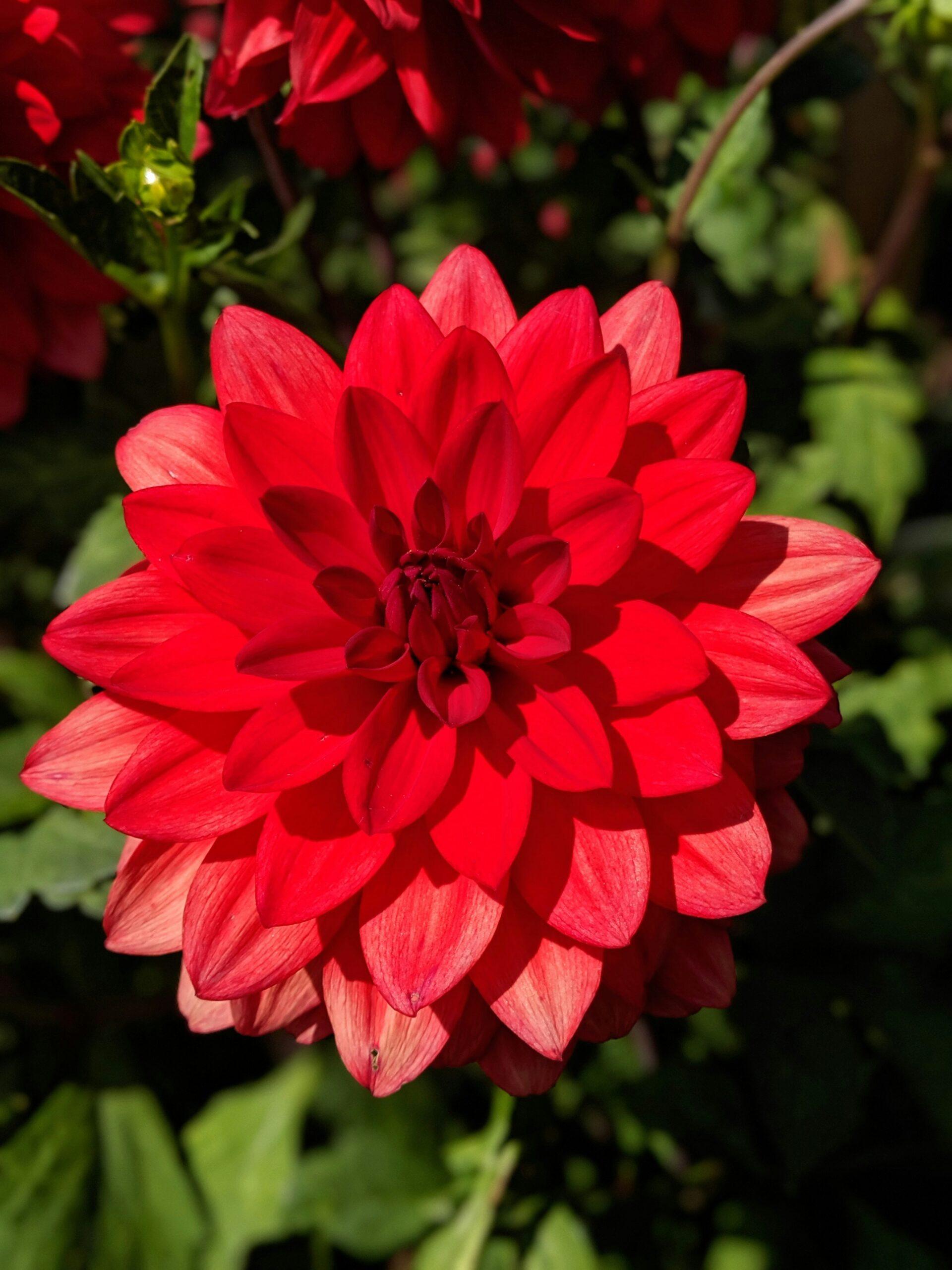 Portrait d’une fleur qui en impose