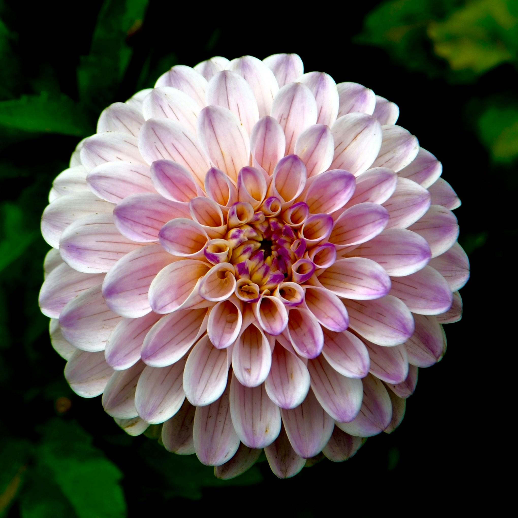 Des dahlias, beaucoup de fleurs… et pas mal de bon sens