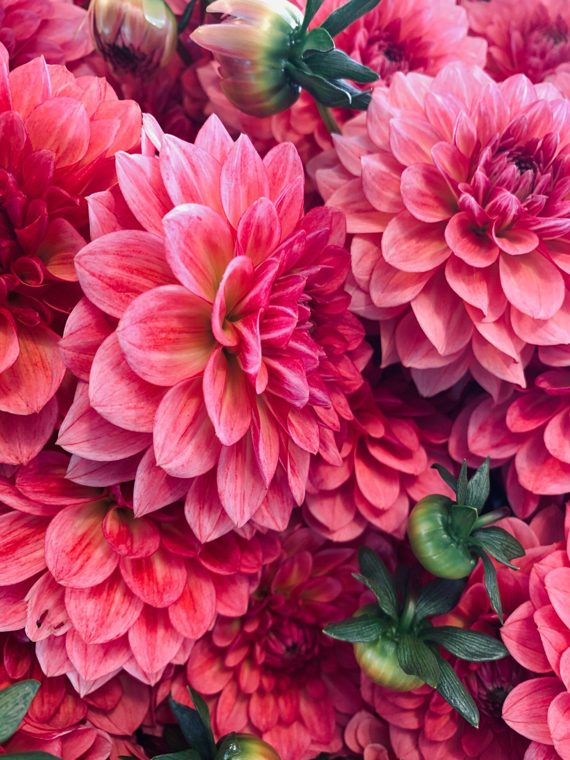 Variétés en roue libre pour balcon, massif et grand théâtre floral
