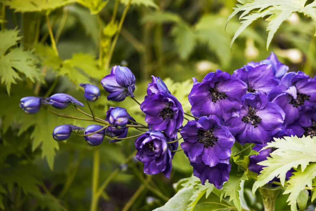 Close-up of vibrant purple delphinium flowers showcasing their striking beauty in a natural garden setting.