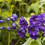 Culture du delphinium: semis, entretien et légende de la fleur Close-up of vibrant purple delphinium flowers showcasing their striking beauty in a natural garden setting.