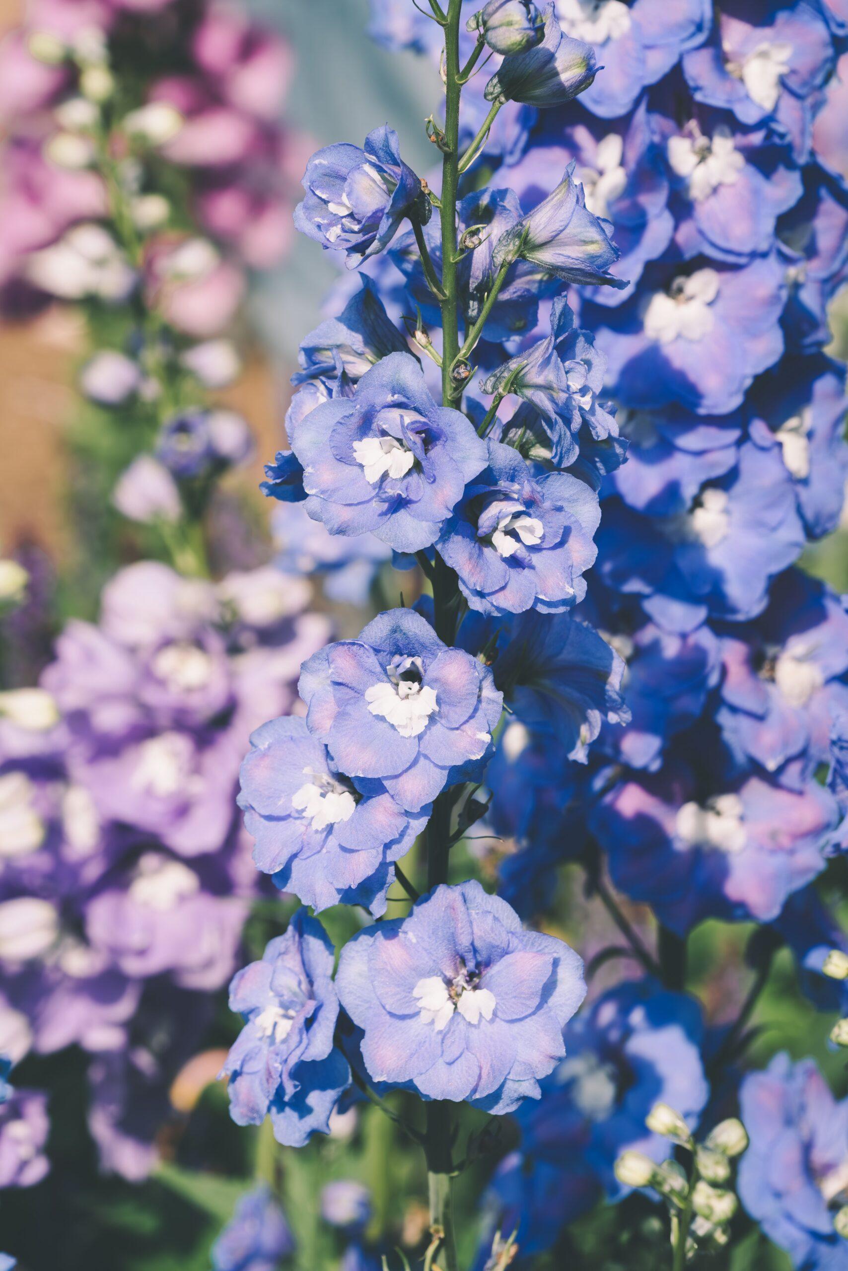 Delphinium : une haute couture florale au jardin, même si vous débutez