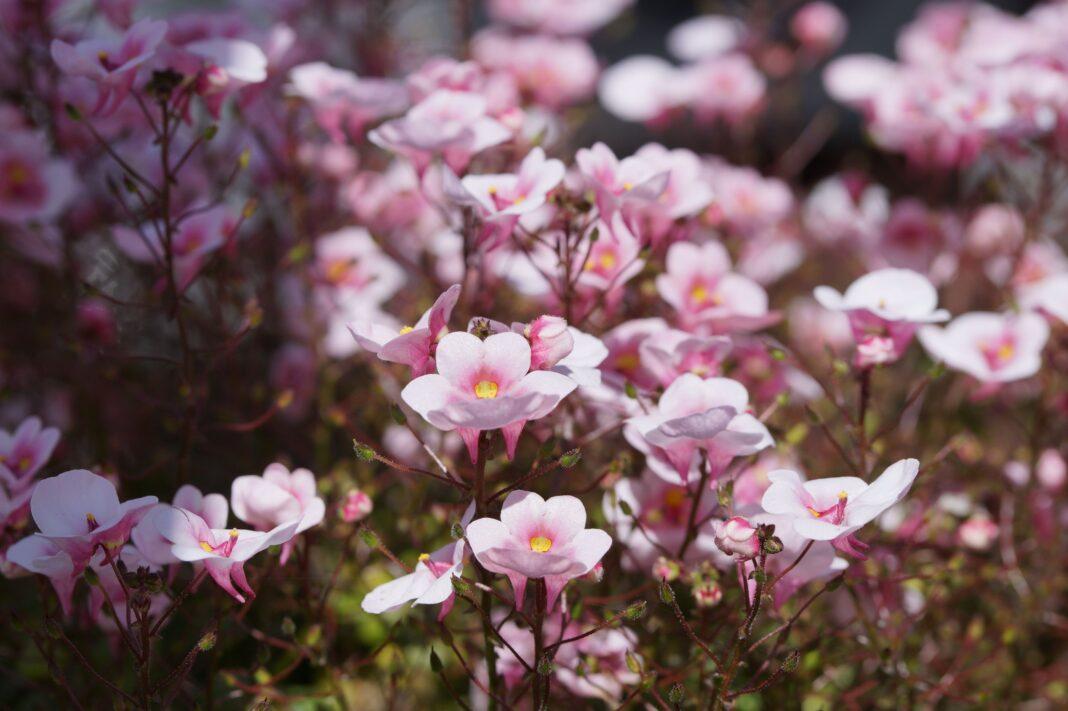 A vibrant close-up of pink twinspur flowers in full bloom, photographed in Astrup, Denmark.