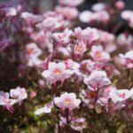 A vibrant close-up of pink twinspur flowers in full bloom, photographed in Astrup, Denmark.