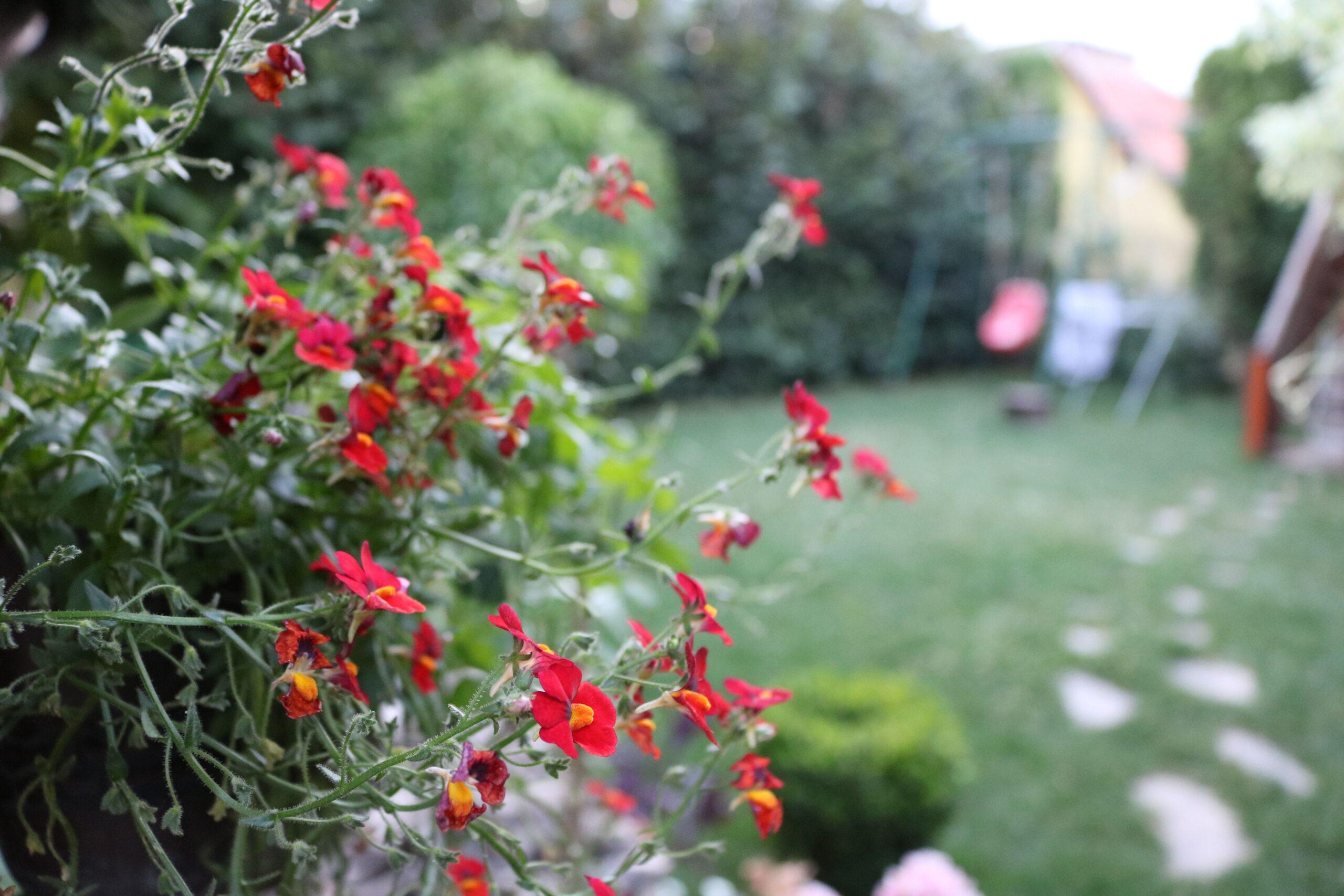 Le diascia, une petite cascade de fleurs sans chichis
