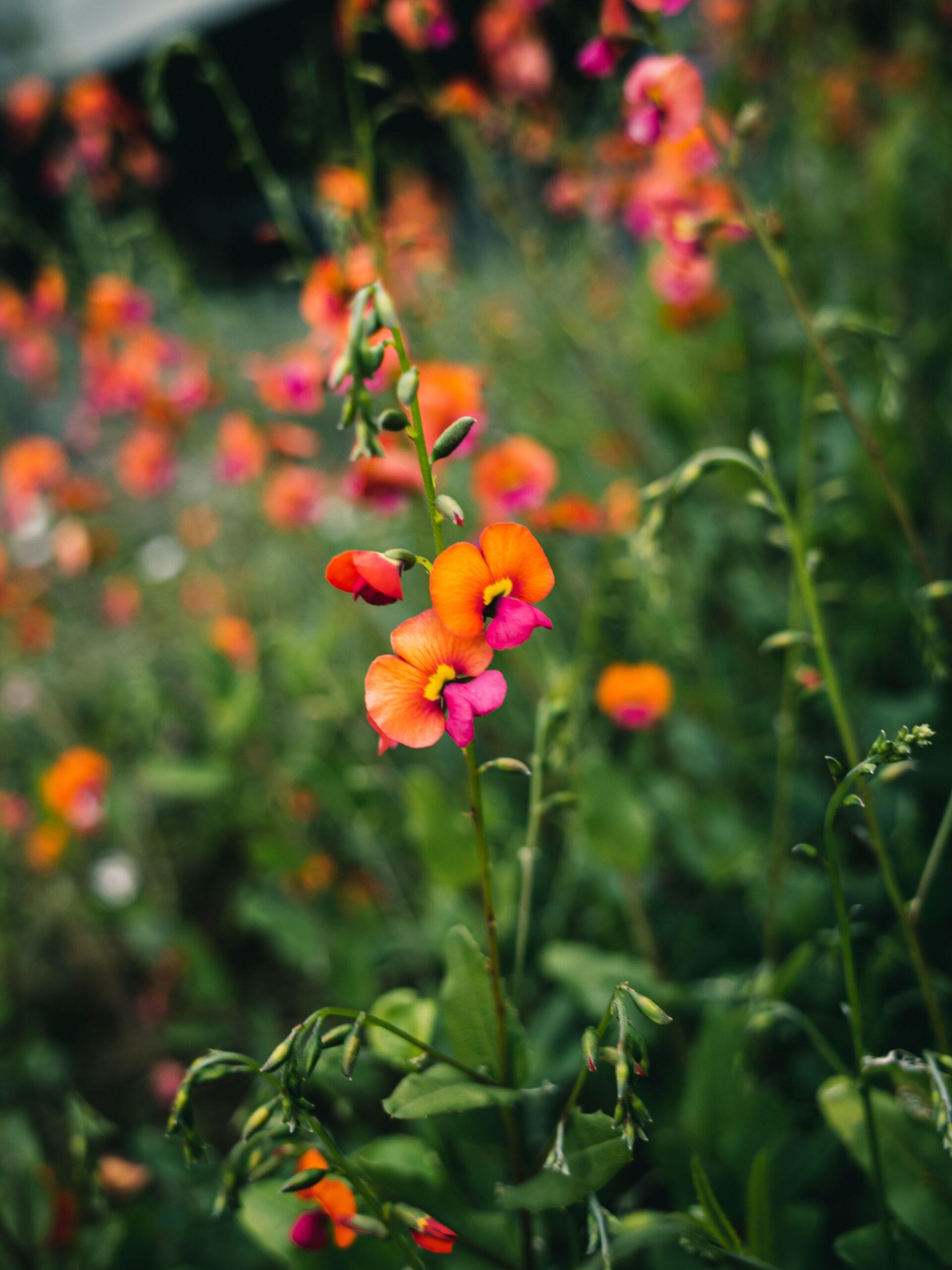 Petites fleurs, gros effet