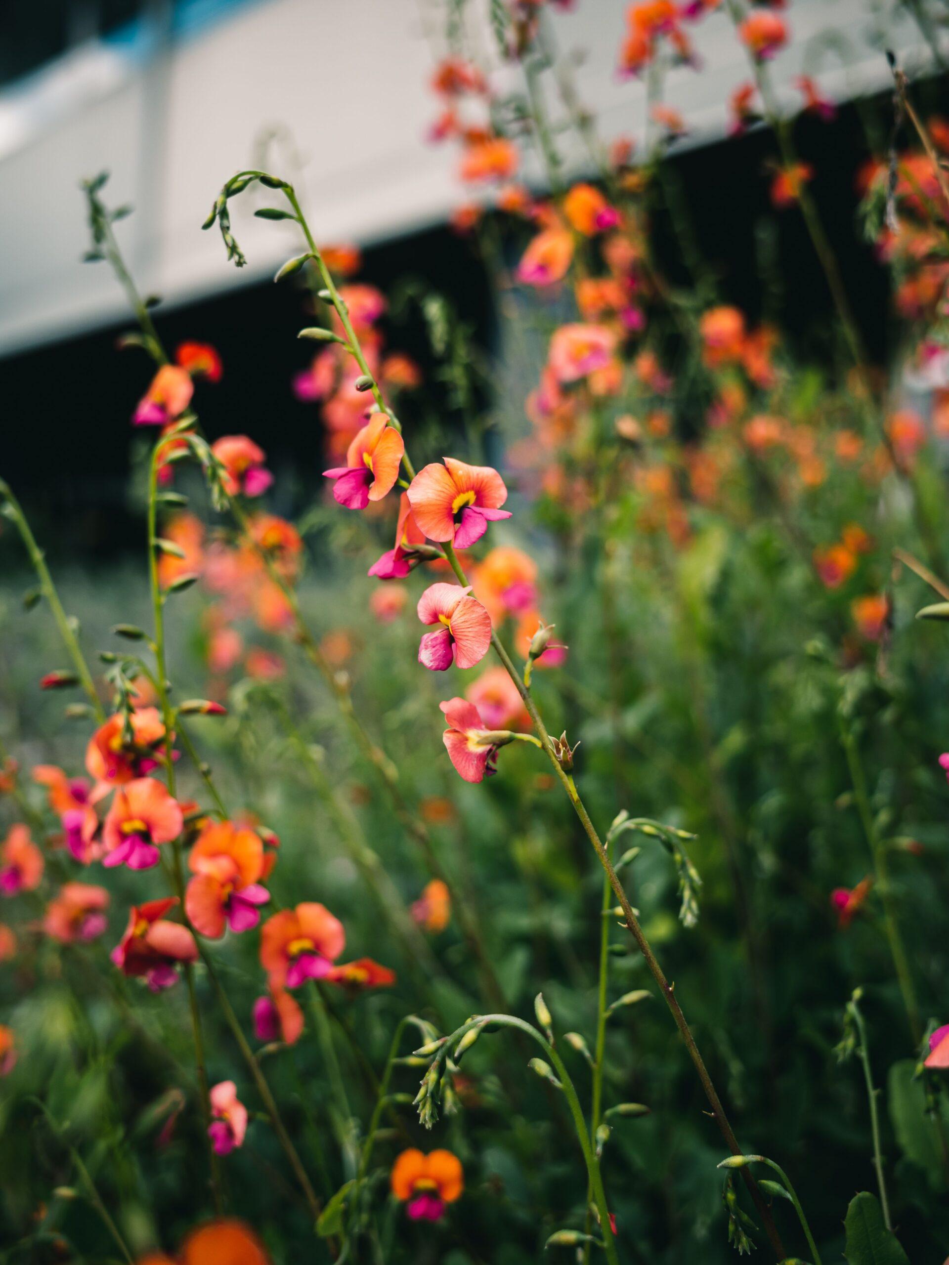 Variétés au petit poil et fleurs en robe de saison