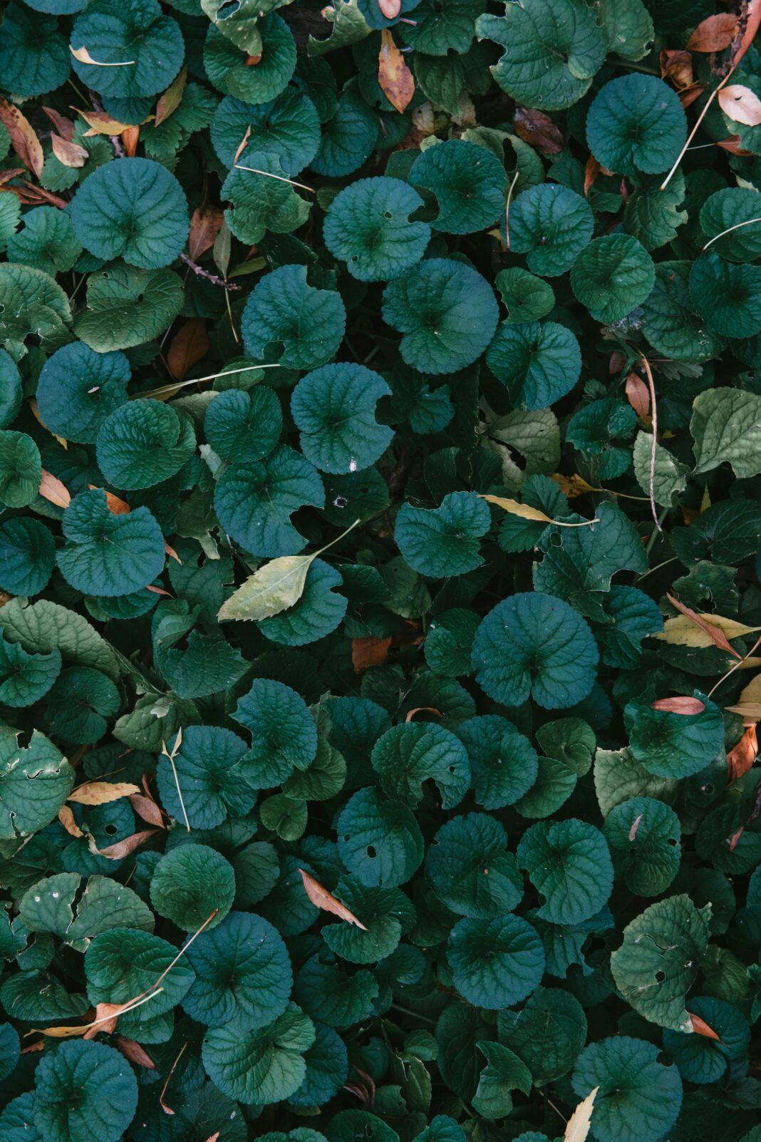 A detailed view of fresh Dichondra Repens leaves with hints of autumn hues.