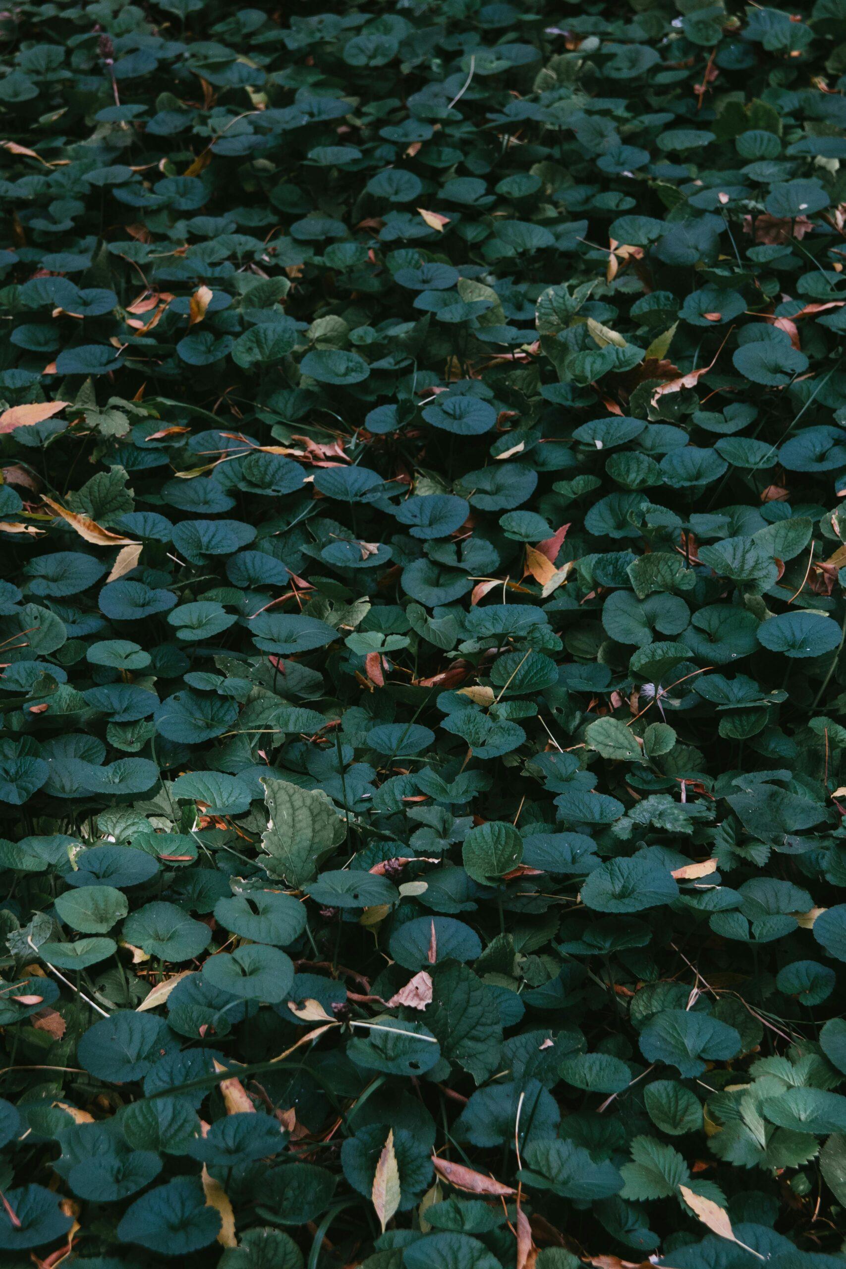 le dichondra Emerald Falls : une cascade de feuillage, même si vous débutez