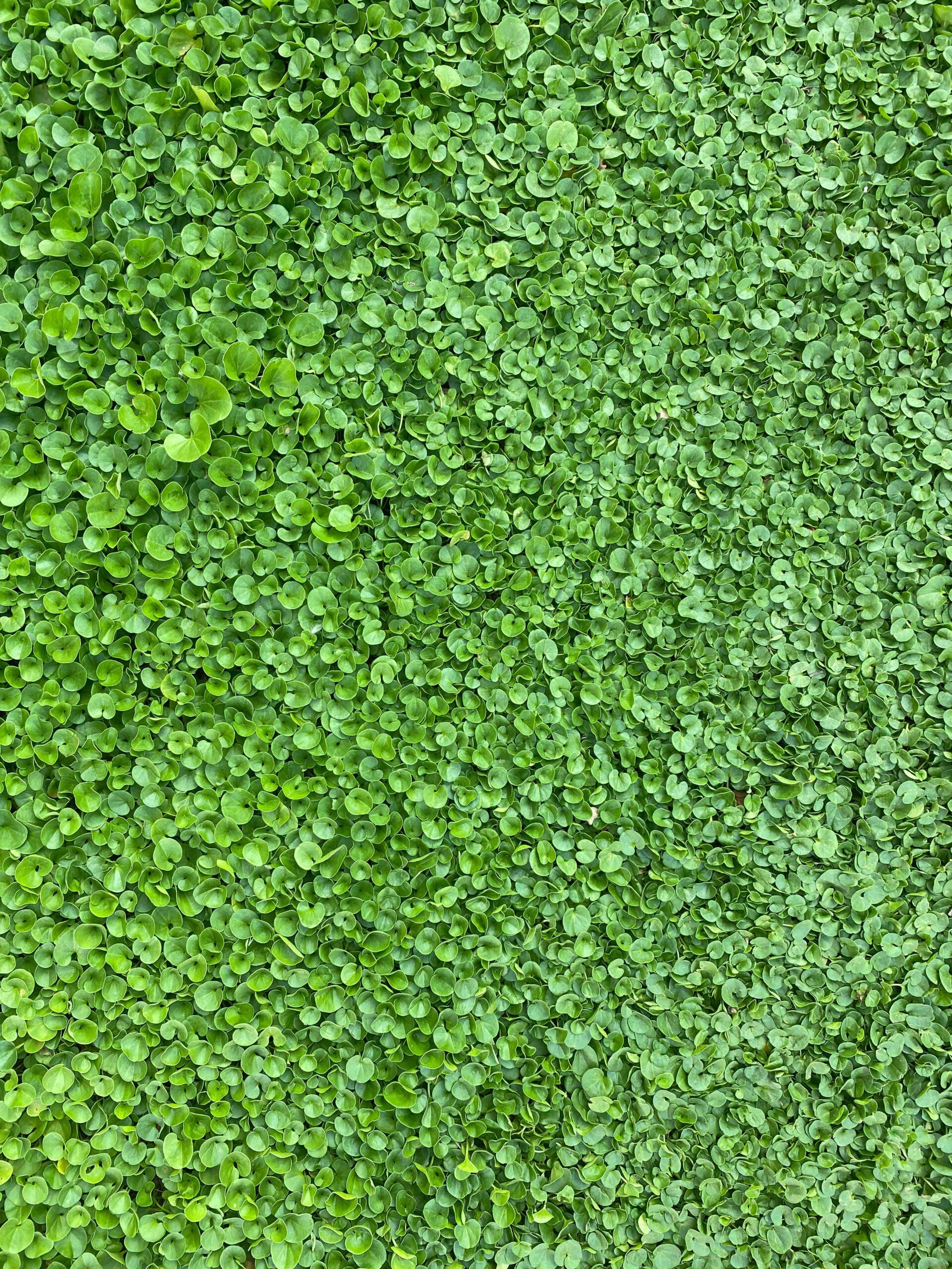 Feuillage en cascade, racines discrètes