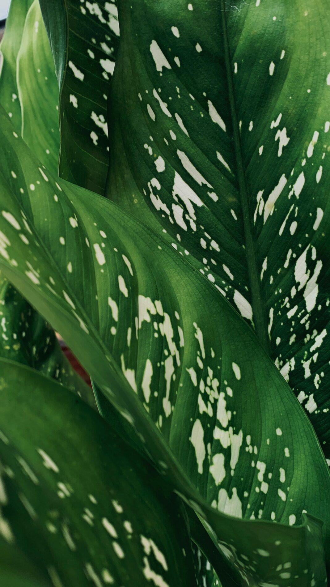 Detailed close-up of lush green Dieffenbachia leaves with white variegation.