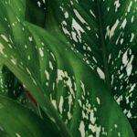 Diffenbahia en salon: est-il toxique pour lhomme et les animaux Detailed close-up of lush green Dieffenbachia leaves with white variegation.