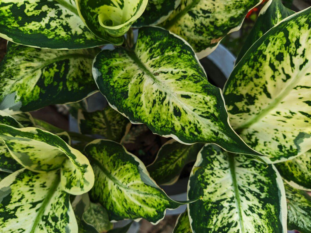 Close-up of lush green variegated leaves showing natural texture and patterns.