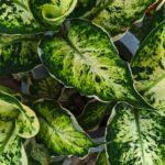 Dieffenbachia plante d’intérieur entretien feuillage panaché conseils Close-up of lush green variegated leaves showing natural texture and patterns.
