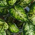 Close-up of lush green variegated leaves showing natural texture and patterns.