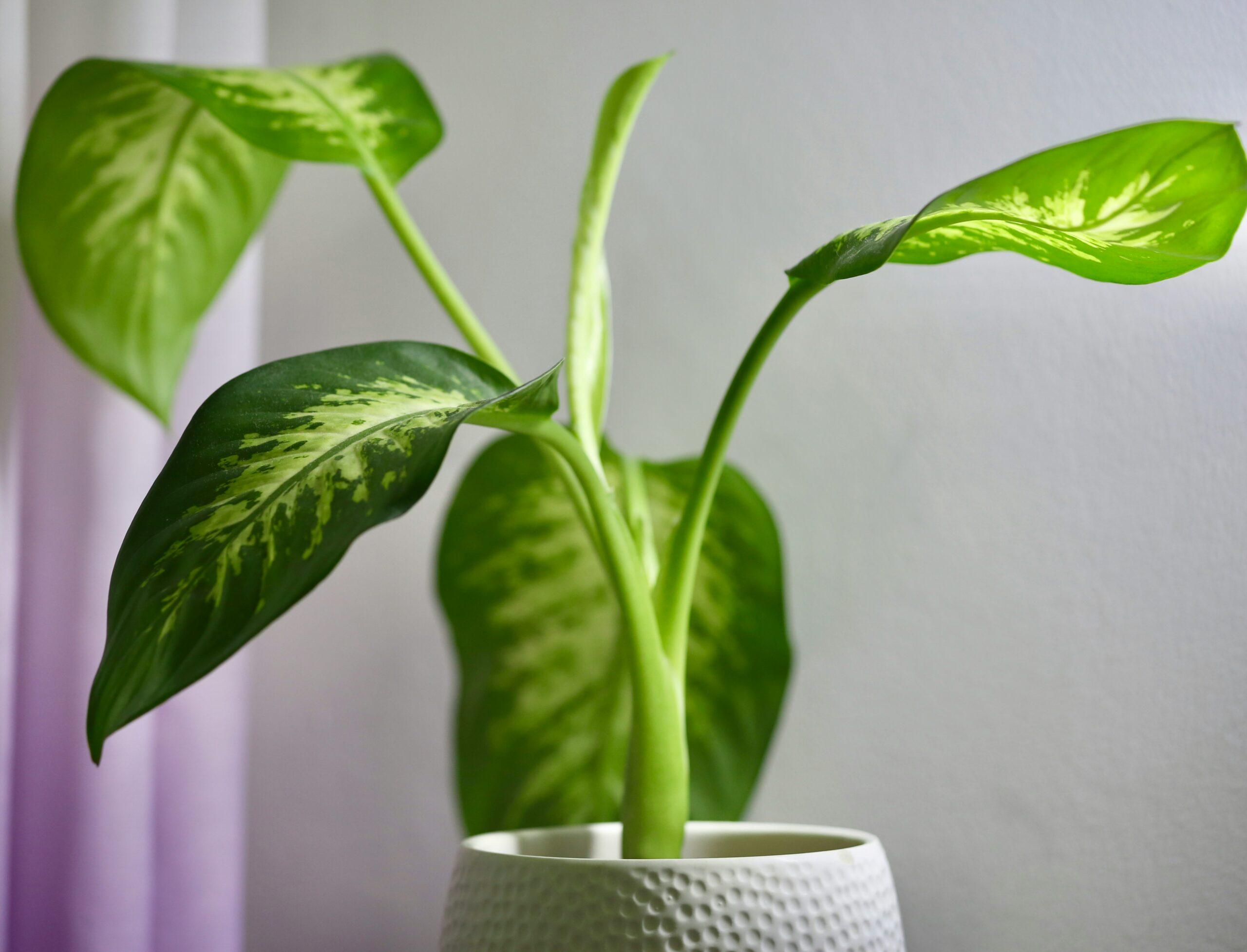 Dieffenbachia : une plante d’intérieur spectaculaire, mais pas sans caractère