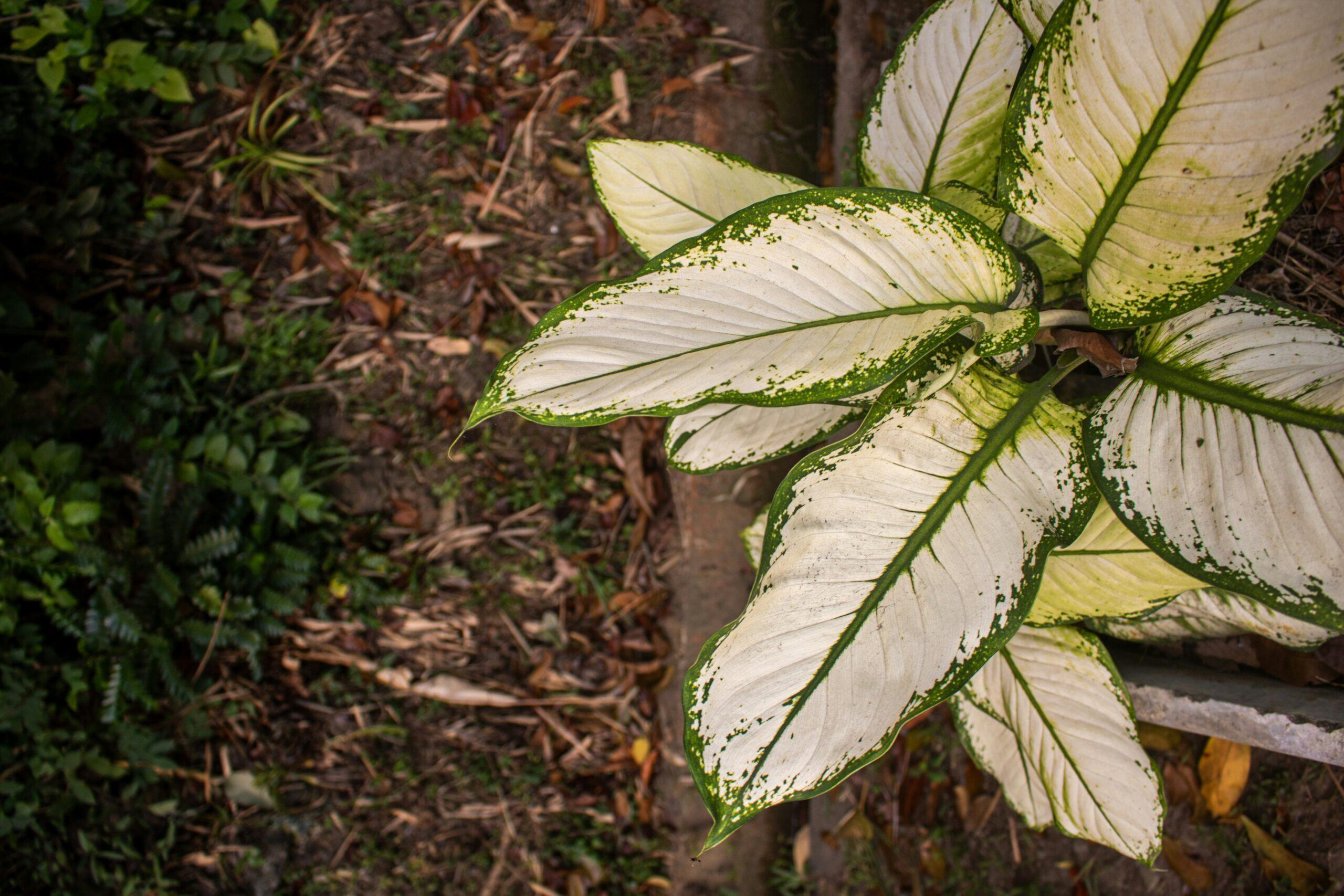 Feng shui,superstitions et autres feuilles de route