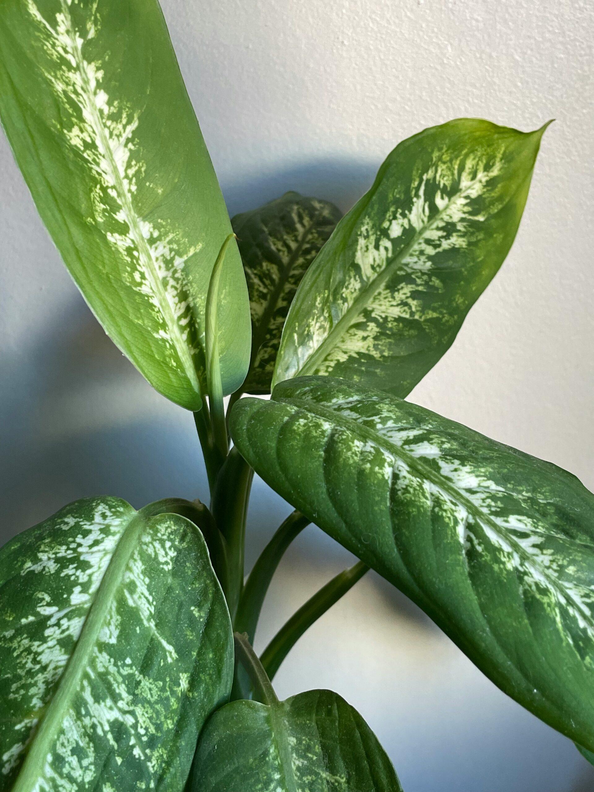 Une jungle miniature dans un pot