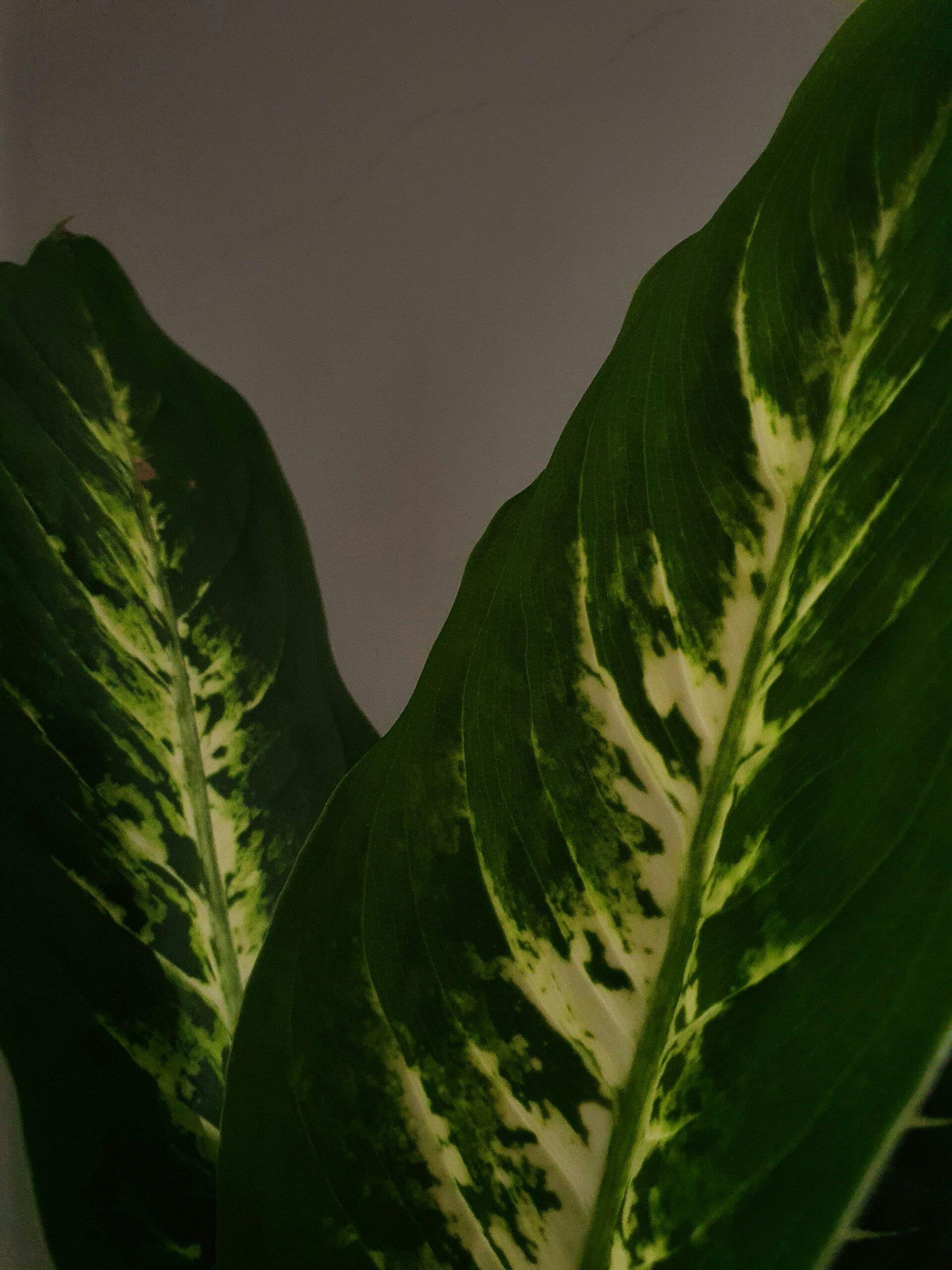 Variétés panachées : à chacun sa robe verte