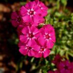 Phlox annuel Drummond semis floraison et culture en jardin A beautiful close-up of vibrant pink phlox flowers showcasing delicate petals and garden greenery.