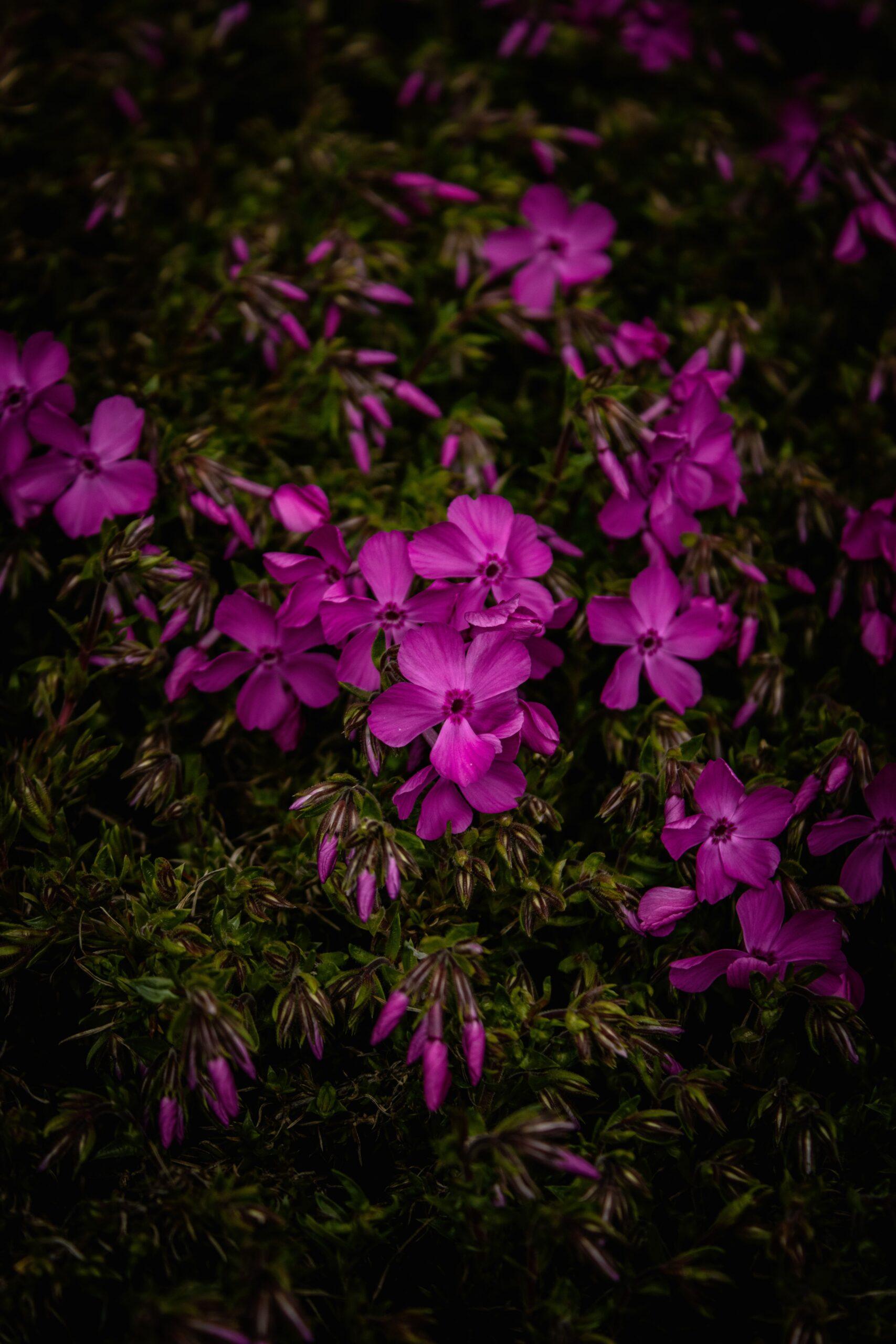 Des fleurs en étoile qui changent de visage avec la lumière