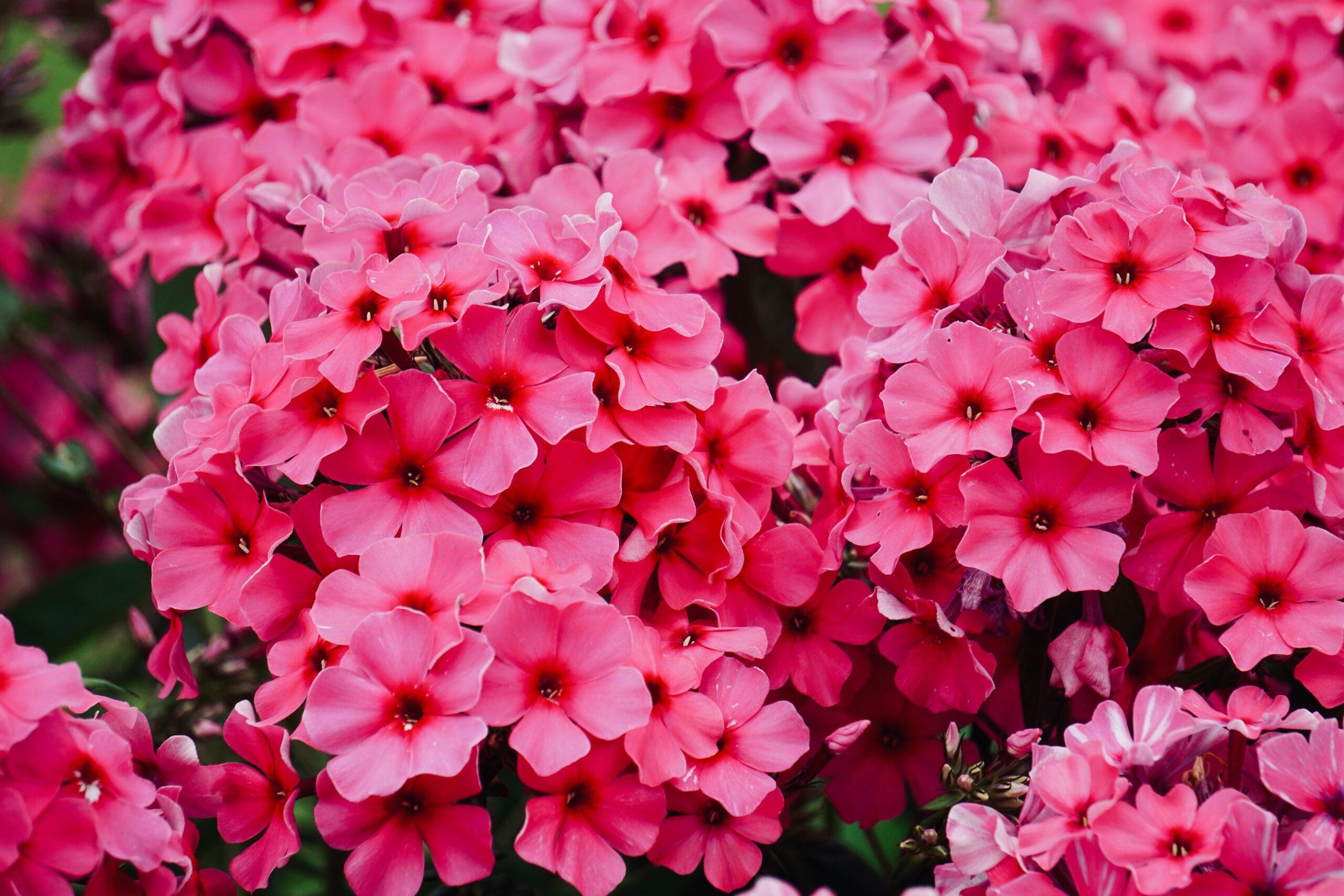 Phlox de Drummond : des fleurs en étoile pour un jardin coloré, même sans être un pro