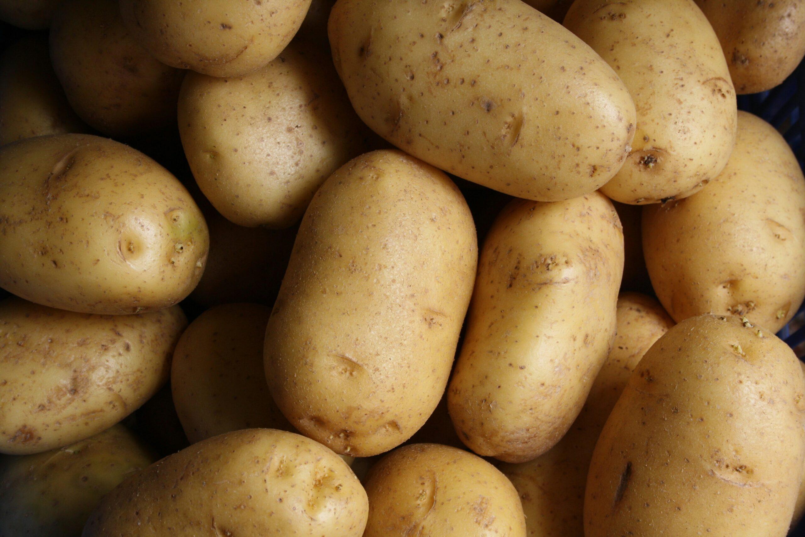 Pommes de terre en roue libre : les variétés précoces qui poussent sans vous faire attendre