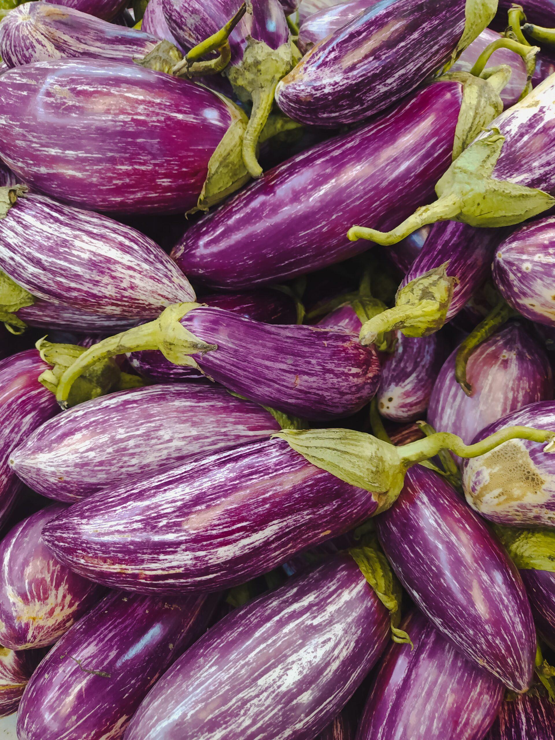 dans la véranda, l’aubergine prend de la hauteur