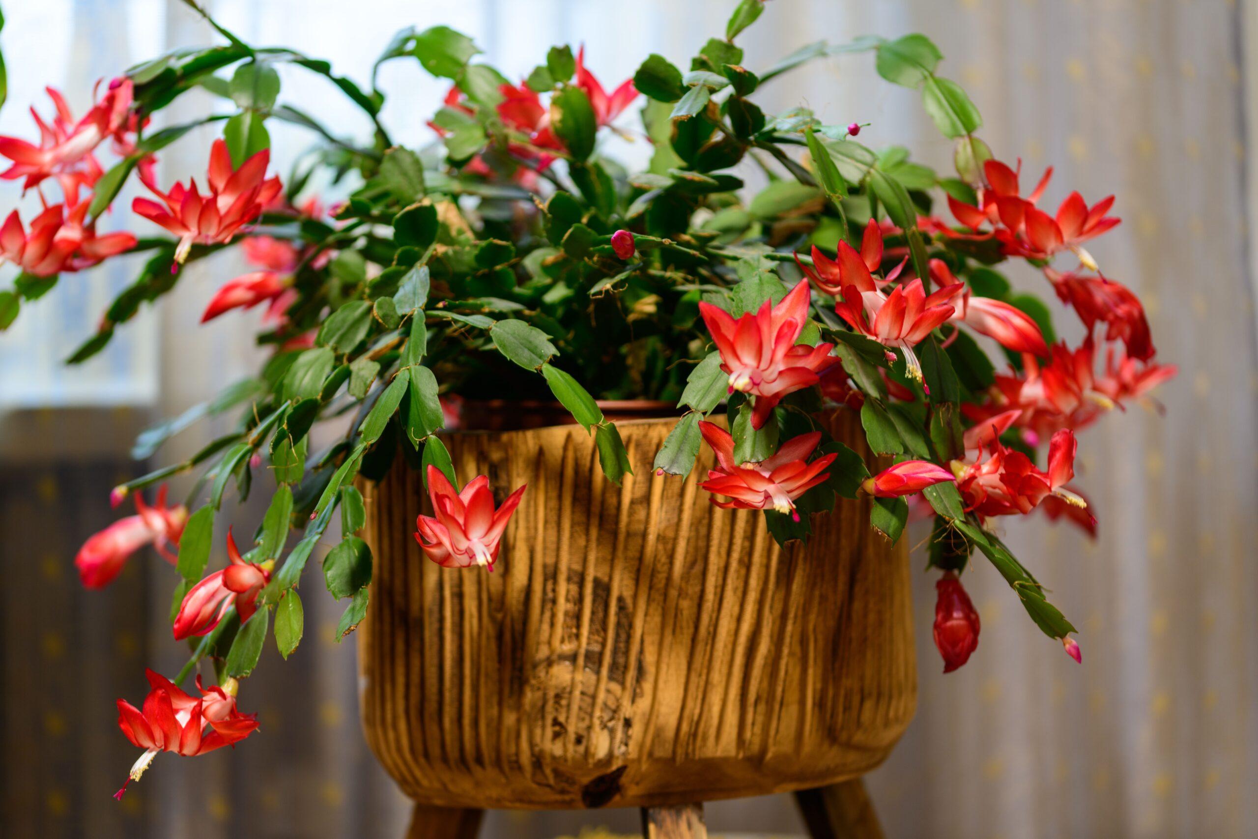 Le cactus de Noël en mode fleur d’hiver