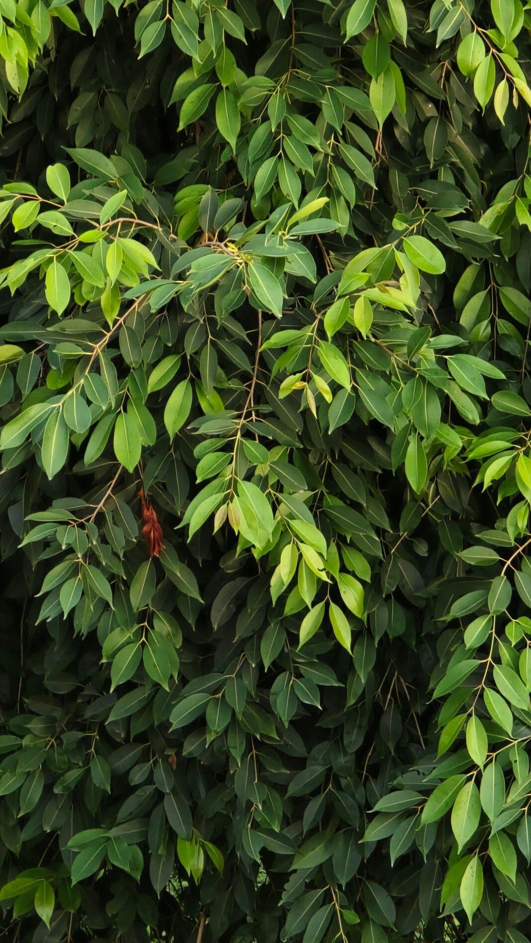 Close-up of vibrant green weeping fig leaves creating a lush and dense foliage background.