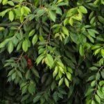 Ficus Benjamin signification superstitions entretien et toxicité Close-up of vibrant green weeping fig leaves creating a lush and dense foliage background.